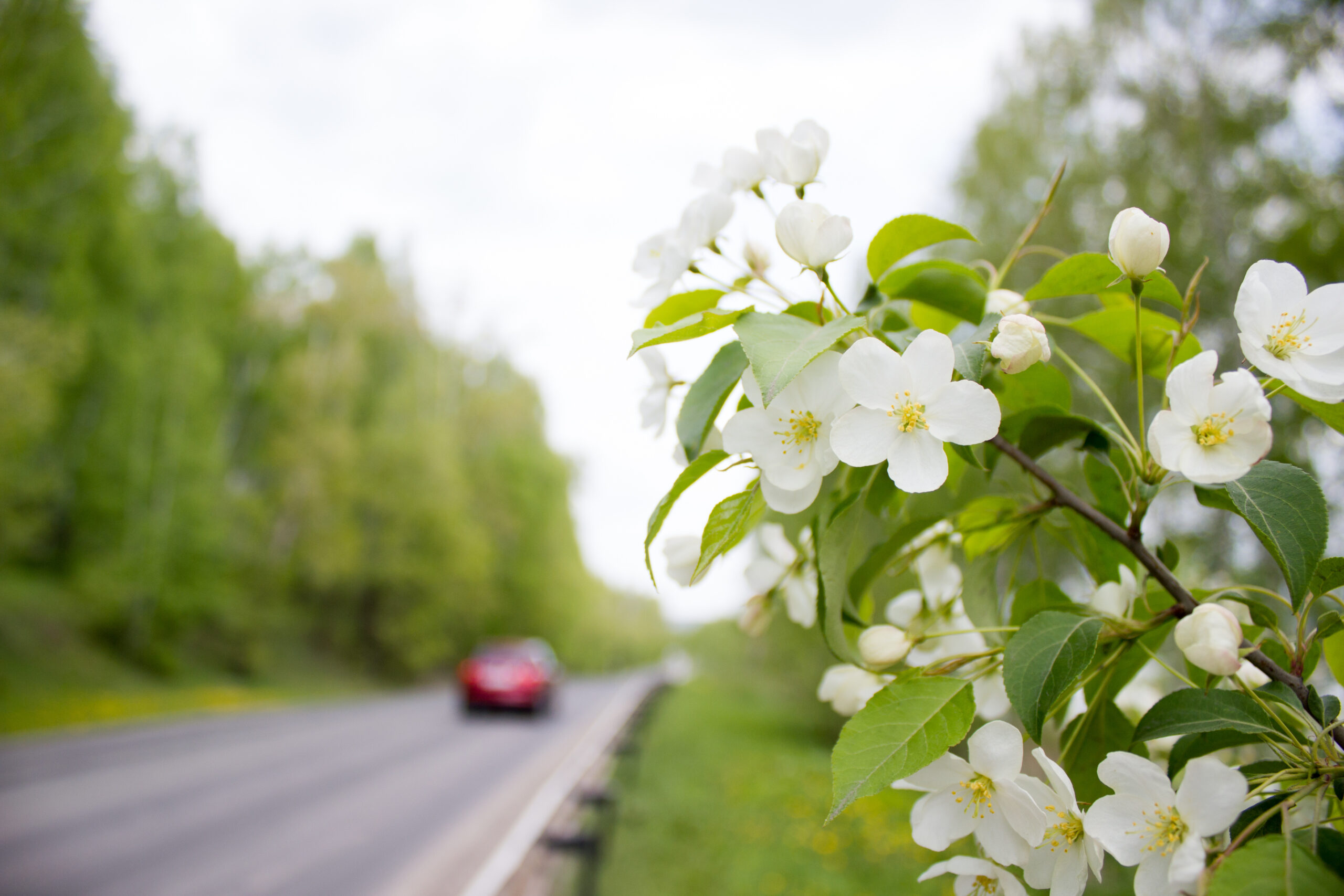 Spring road trip in Missouri, driving past freshly bloomed flowers